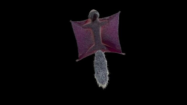 flying squirrel