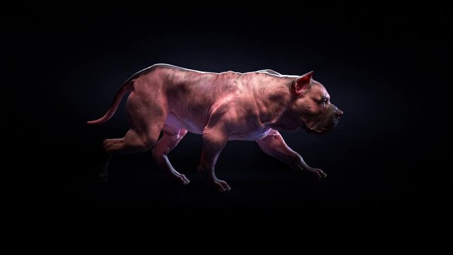 animation dog bulldog walk