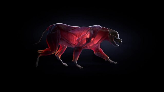 Dog skeleton with meat on a black background  walks glowing heart .