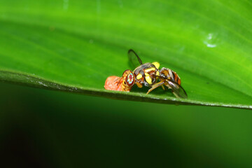 a beautiful-eyed yellow fly (Bactrocera cucurbitae), macro photography, close up, insect.