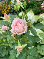 First rose of summer