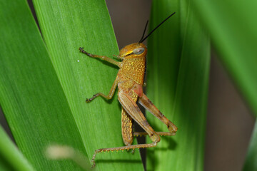 brown grasshopper in the grass, macro photography, close up, insect.
