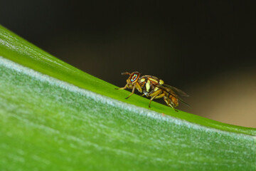 a beautiful-eyed yellow fly (Bactrocera cucurbitae), macro photography, close up, insect.