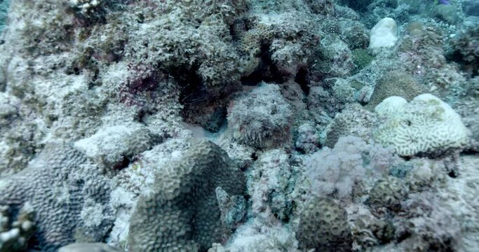Top view of a camouflaged stonefish on a coral reef. This footage is part of a scene featuring the same animal, check my album for more.