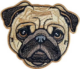 Detailed pug dog face patch cut out on transparent background