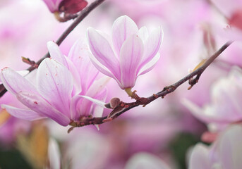 Easter spring awakens in the park - magnolias bloom very delicately in pastel