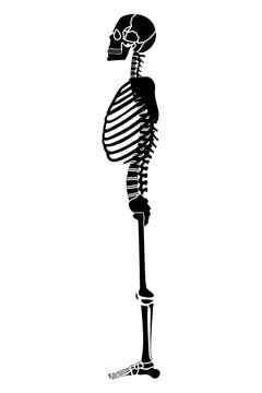 Full-length human skeleton from the side. Minimalistic vector illustration