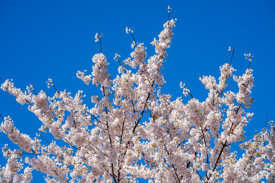 Bright pink cherry blossoms against a blue sky in Washington DC