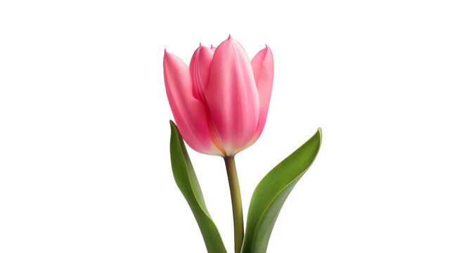 Lone Tulip Image on transparent background.