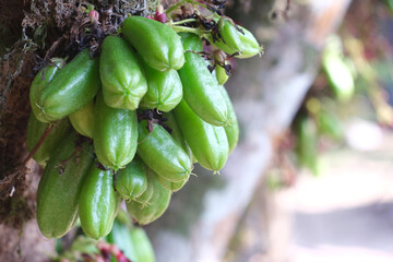 Averrhoa bilimbi, It has a sour taste and can be used as an ingredient in a variety of dishes.