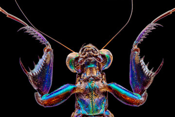 close up of a mantis