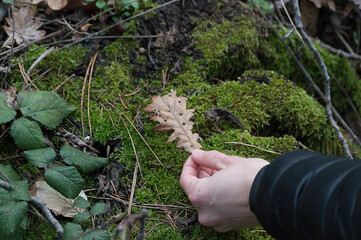 Hand holding a dry leaf in the forest on the way to the Avala Tower in Belgrade - Serbia