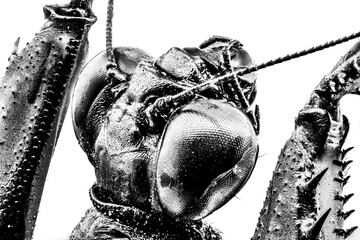 close up of a mantis