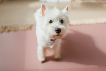 west highland white terrier,