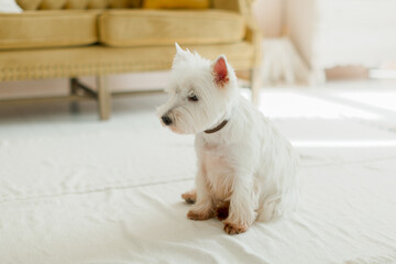 west highland white terrier,