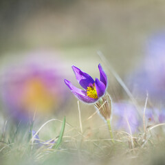 Spring flowering Pulsatilla Vulgaris purple flowers also known as Pasque Flowers. - 769912772