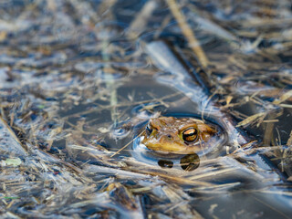 A single Common Toad lies in the still waters of a lake surrounded by reeds
