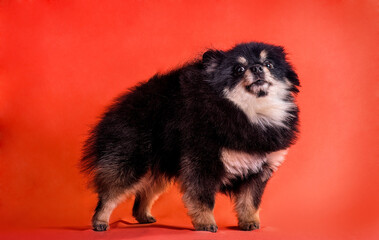 A cute Pomeranian spitz puppy on a red background, isolated.