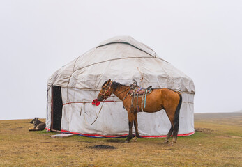 Traditional white yurt with a horse and dog nearby on a cloudy rainy day
