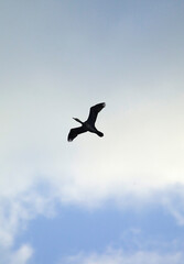 Fototapeta premium bird in flight, cormorant silhouette among clouds, Sardinia, Italy