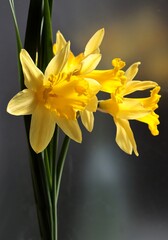 pretty yellow daffodils as plants and flowers of early spring - 769914157