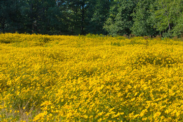 Field of Yellow Tickseed Sunflowers