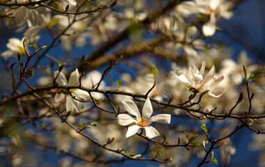 Piękne, białe kwiaty Magnolii gwiaździstej, tapeta, dekoracja.