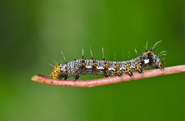Eight-spotted forester caterpillar Alypia octomaculata grape plant macro nature pest control...