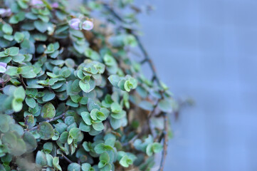 planta verde dinheiro em penca 