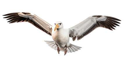 Isolated Albatross Image on transparent background - Powered by Adobe