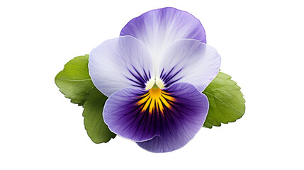 Delicate Pansy Alone on transparent background