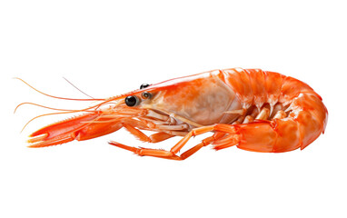 Close-up of a delicate shrimp on a pristine white background