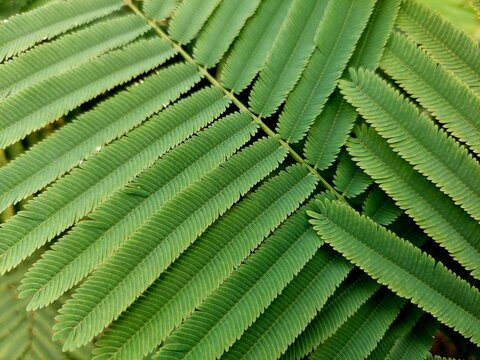 abstract green leaf texture, Climbing Wattle, Acacia, Cha-om leaves background, nature background, tropical leaf