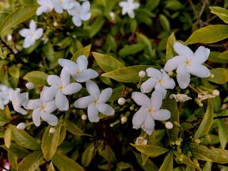 White Sampaguita Jasmine Flowers. blooming white flower