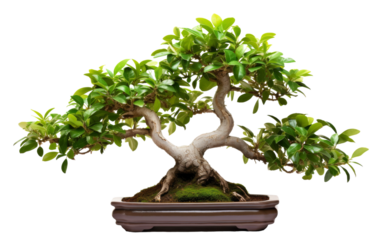 A serene bonsai tree in a pot, standing gracefully against a pristine white background