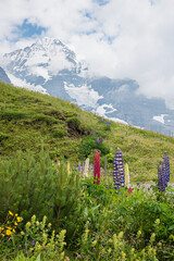 colorful blooming red and purple lupins, against alpine landscape Bernese Alps