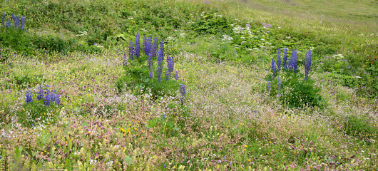 wildflower meadow with lupins, bladder campion, clover and rattleweed
