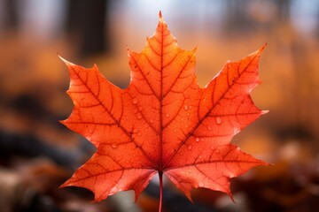 Fototapeta premium Autumn colors up close