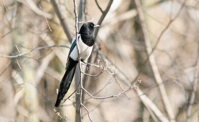 black capped kingfisher