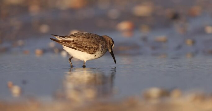 waders or Shorebirds, dunlin (Calidris alpina) small wader in feeding.