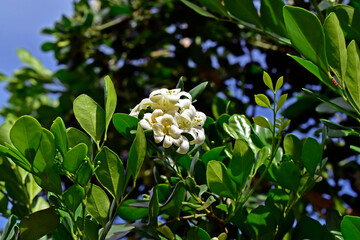 Orange jasmine flowers on tree (Murraya paniculata) 