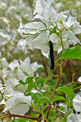 Caterpillar eating bougainvillea leaves on garden