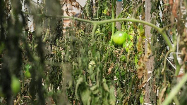 Lost tomato harvest due to overnight frosts and cold snaps. The impact of climate change on farming and farming. Unripe green tomatoes and wilted leaves
