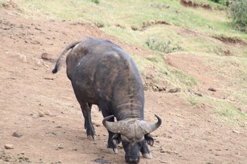 Búfalo africano o cafre.