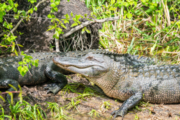 Alligators sunning on the shore of bayou near forest - 769933590