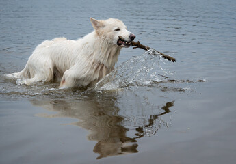 Weisser Schäferhund mit Stock im Wasser