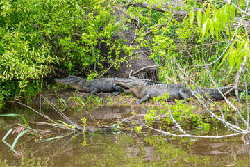Alligators sunning on the shore of bayou near forest - 769933999