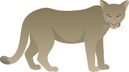 Color vector illustration of cougar or puma standing, walking, side view. Wild cat family animal isolated on white background. Wildlife of America.