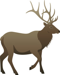 Color vector illustration of elk deer standing, walking, side view. Wild animal with big antlers isolated on white background. Wildlife of North America or Asia.