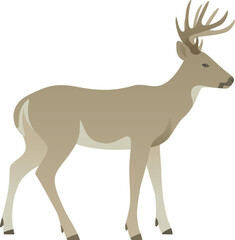 Color vector illustration of deer or reindeer standing, walking, side view. Wild animal with antlers isolated on white background. Forest wildlife.